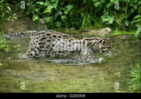 La pesca Cat, prionailurus viverrinus, adulto in acqua Foto Stock