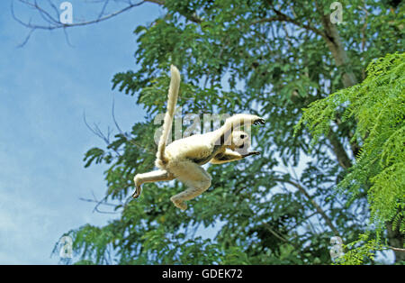 La Verreaux Sifaka, Propithecus verreauxi, Adulti Jumping, Madagascar Foto Stock