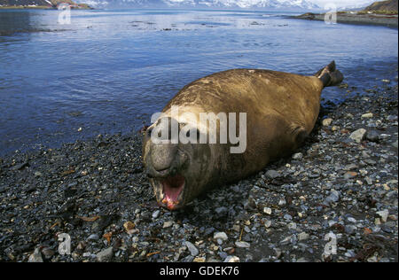 Elefante marino del sud, mirounga leonina, maschio a bocca aperta, posa sulla spiaggia, Antartide Foto Stock