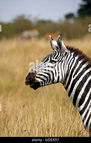 La Burchell zebra, Equus burchelli, Ritratto di adulto, Masai Mara Park in Kenya Foto Stock