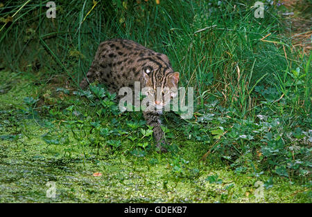 La pesca Cat, prionailurus viverrinus, adulti nei pressi di palude Foto Stock