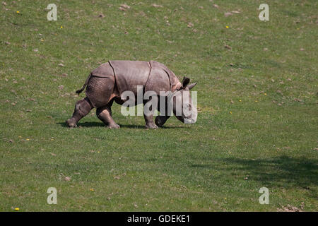 Il rinoceronte indiano, rhinoceros unicornis, vitello camminare sull'erba Foto Stock