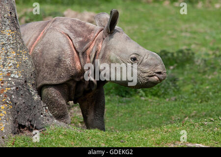 Il rinoceronte indiano rhinoceros unicornis, vitello Foto Stock
