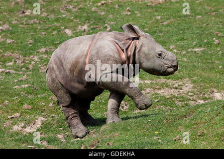 Il rinoceronte indiano, rhinoceros unicornis, vitello Foto Stock