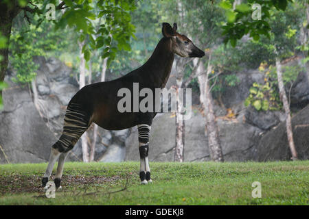 Okapi, okapia johnstoni, maschio sotto la pioggia Foto Stock