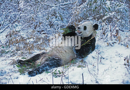 PANDA GIGANTE Ailuropoda melanoleuca, riserva di WOLONG NELLA PROVINCIA DI SICHUAN, IN CINA Foto Stock