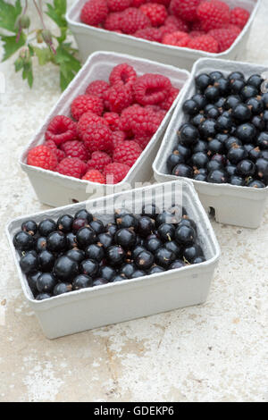 Punnets di raccolti di fresco di lampone e frutti di ribes nero Foto Stock