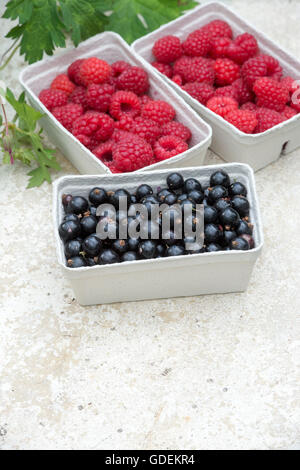 Punnets di raccolti di fresco di lampone e frutti di ribes nero Foto Stock