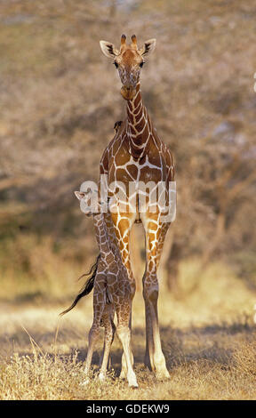 Traliccio giraffa giraffa camelopardalis reticulata, MADRE CON I GIOVANI, KENYA Foto Stock