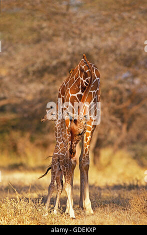 Giraffa reticolata, giraffa camelopardalis reticulata, Madre leccamento di vitello, di Samburu park in Kenya Foto Stock