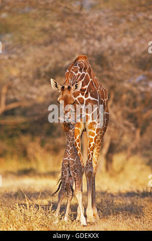 Traliccio giraffa giraffa camelopardalis reticulata, femmina con vitello di SAMBURU PARK IN KENYA Foto Stock