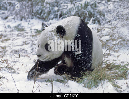 Panda gigante, Ailuropoda melanoleuca, riserva di Wolong in Cina Foto Stock