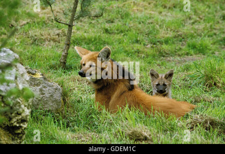 Crisocione chrysocyon brachyurus, femmina CHE STABILISCE IN ERBA CON I GIOVANI Foto Stock