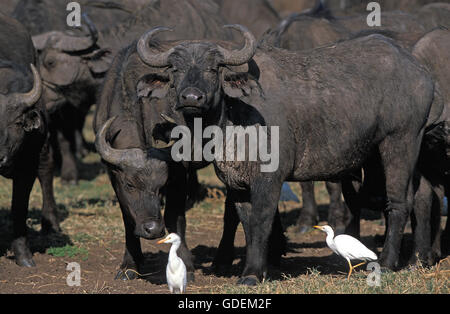 AFRICAN BUFFALO syncerus caffer con airone guardabuoi Bubulcus ibis, SERENGETI PARK IN TANZANIA Foto Stock