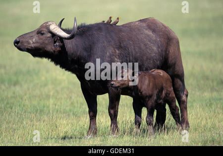 AFRICAN BUFFALO syncerus caffer NEL MASAI MARA PARK IN KENYA Foto Stock
