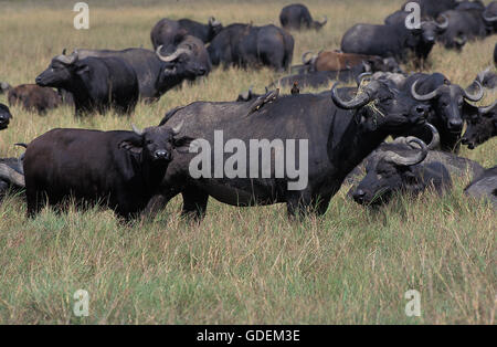 Bufalo africano, syncerus caffer, allevamento nel Masai Mara Park, Kenya Foto Stock