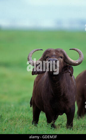 Bufalo africano, syncerus caffer, Masai Mara Park in Kenya Foto Stock