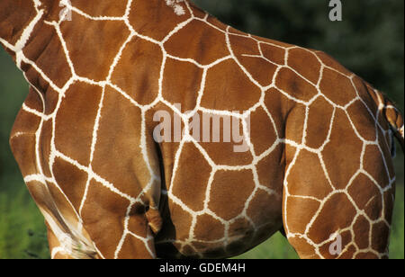Giraffa reticolata, giraffa camelopardalis reticulata, Close up della pelle, Samburu Park in Kenya Foto Stock
