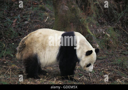 Panda gigante, Ailuropoda melanoleuca, adulto, riserva di Wolong in Cina Foto Stock