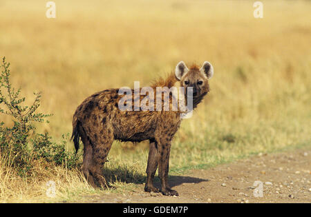 Avvistato iena, crocuta crocuta, adulto a Masai Mara Park in Kenya Foto Stock
