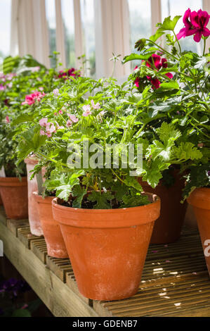 Pelargonium è un genere di piante in fiore che comprende circa 200 specie di piante perenni Foto Stock