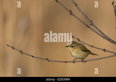 Comune (chiffchaff Phylloscopus collybita) seduto su un ramo in bella luce della sera Foto Stock