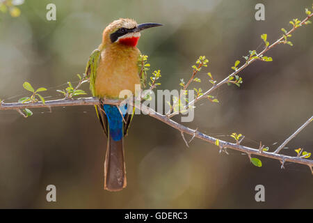 Bianco-fronteggiata gruccione, Kruger National Park, Sud Africa / (Merops bullockoides) Foto Stock