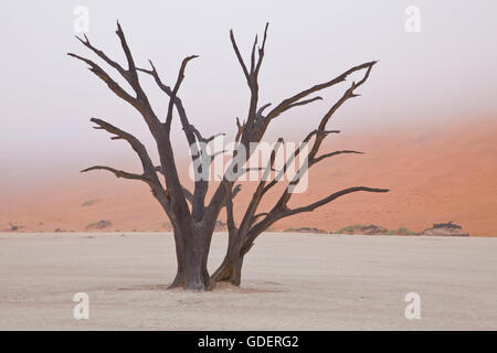 Albero morto, Deadvlei, area Sossusvlei, Namibia Foto Stock