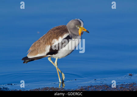 Bianco-Crowned Plover, Kruger National Park, Sud Africa / (Vanellus albiceps) Foto Stock