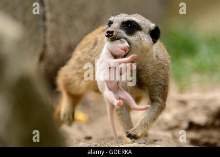 Meerkat, femmina che trasportano giovani / (Suricata suricatta) Foto Stock