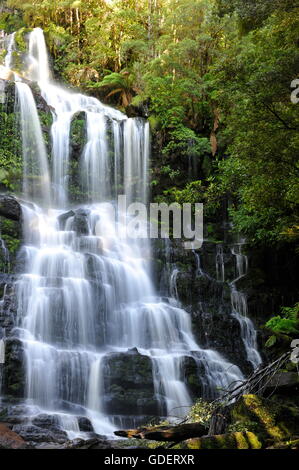 Nelson Falls, Franklin Gordon national park, la Tasmania, Australia Foto Stock