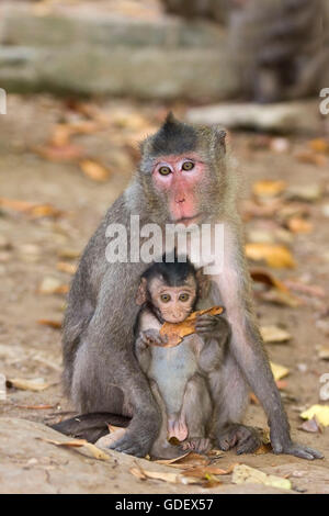 Nelle scimmie Rhesus, femmina con giovani, Cat Tien National Park, Vietnam / (macaca mulatta) Foto Stock