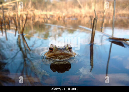 Il rospo comune, Renania settentrionale-Vestfalia, Germania / (Bufo bufo) Foto Stock