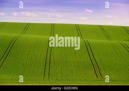 Campo di grano di inverno, Baden-Württemberg, Germania Foto Stock