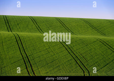 Campo di grano di inverno, Baden-Württemberg, Germania Foto Stock