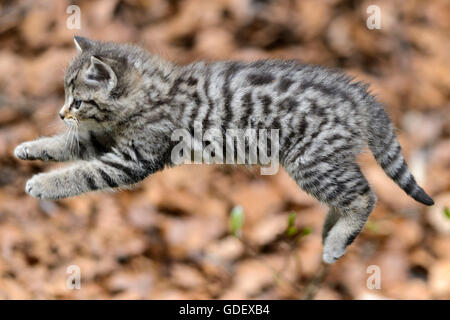 Comune Gatto Selvatico, gattino, Parco Nazionale della Foresta Bavarese, Baviera, Germania, Felis silvestris Foto Stock