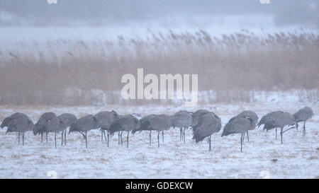 Gru comune, Meclemburgo-Pomerania Occidentale, Germania / (grus grus) Foto Stock