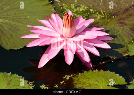 Ninfee Nymphaea spec., Germania Foto Stock