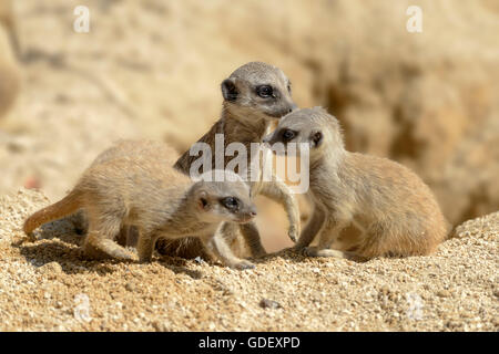 Meerkat, Suricate suricatta, captive, Germania Foto Stock