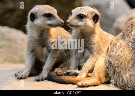 Meerkat, Suricate suricatta, captive, Germania Foto Stock