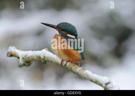 Eisvogel auf der Sitzwarte im Winter bei Schneefall, bei Hameln, Niedersachsen, Deutschland Foto Stock