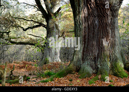 Alte Huteeichen, Reinhardswald GFN, Assia, Deutschland Foto Stock