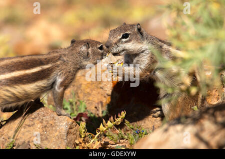 Barberia scoiattolo di terra, (Atlantoxerus getulus) fauna selvatica, Isola Canarie, Fuerteventura Foto Stock