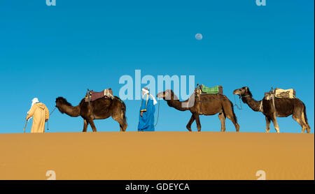 Marocco, Africa, cameleer, deserto Erg Chebbi, dune, Foto Stock