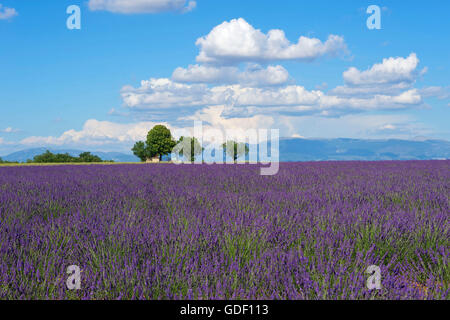 I fiori di lavanda in prossimità di Sault, Provenza, Provence-Alpes-Côte d'Azur, in Francia Foto Stock