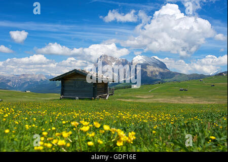 Alpe di Siusi, Dolomiti, Alto Adige, Italia Foto Stock