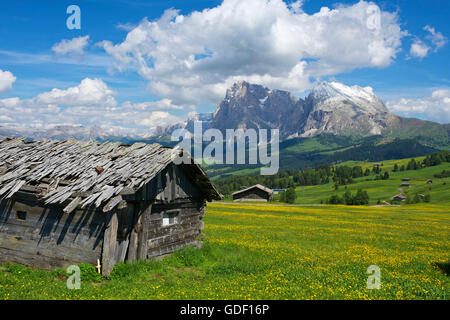 Alpe di Siusi, Dolomiti, Alto Adige, Italia Foto Stock