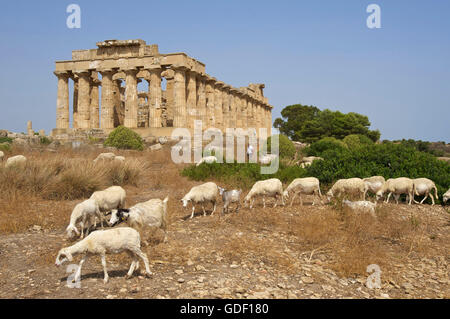 Tempio di Hera, Selinunte, Sicilia, Italia Foto Stock