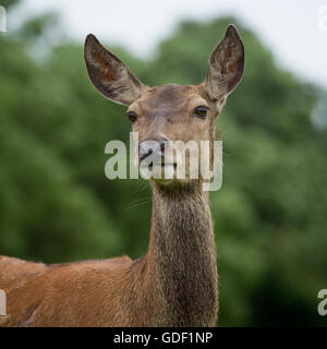 capriolo rosso femmina, cotenna Foto Stock