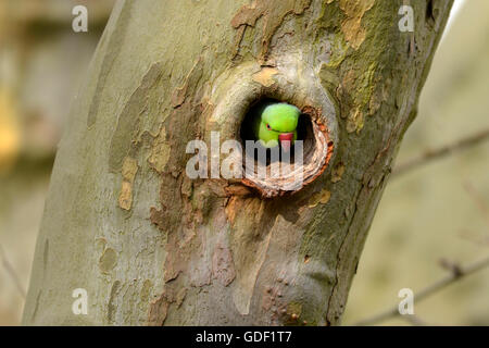 Rose-inanellati parrocchetto, (Psittacula krameri), Germania Foto Stock